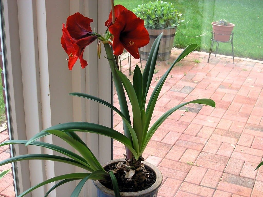 Amaryllis mit zwei großen roten Blüten und langen grünen Blättern in einem blauen Keramiktopf