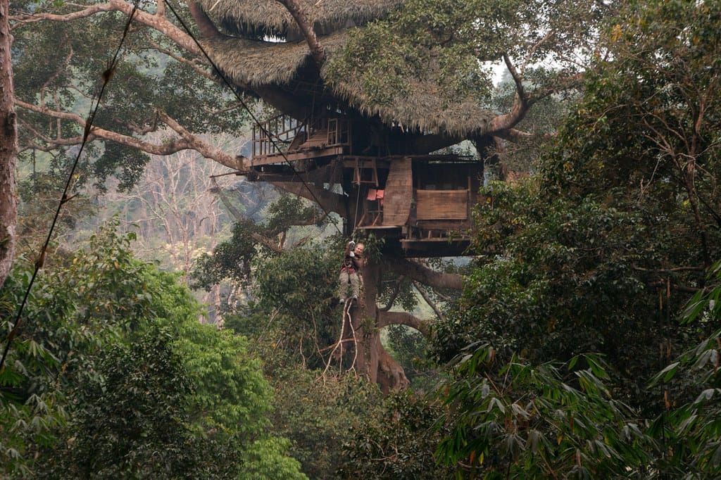 Großes Baumhaus mit Strohdach hoch in einem dichten Baum mitten im grünen Wald