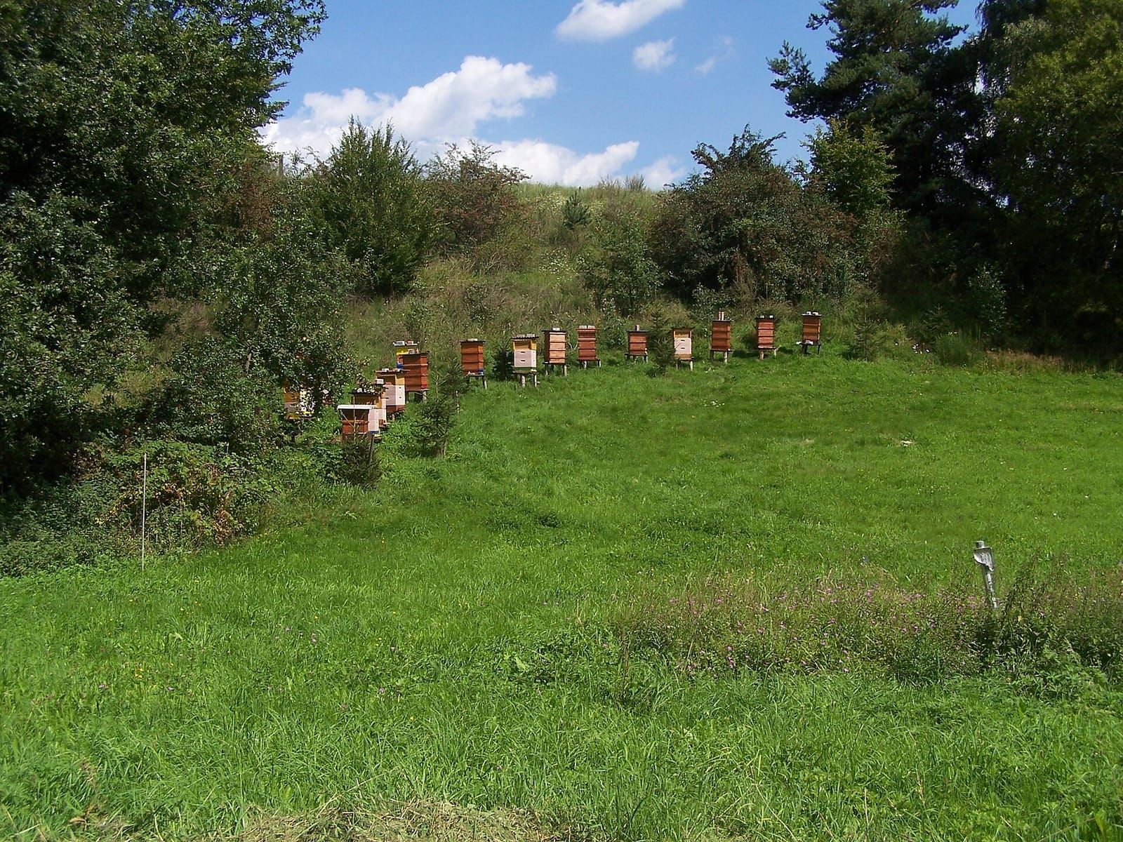 Reihe von Bienenstöcken am Rand einer grünen Wiese vor Bäumen und Büschen