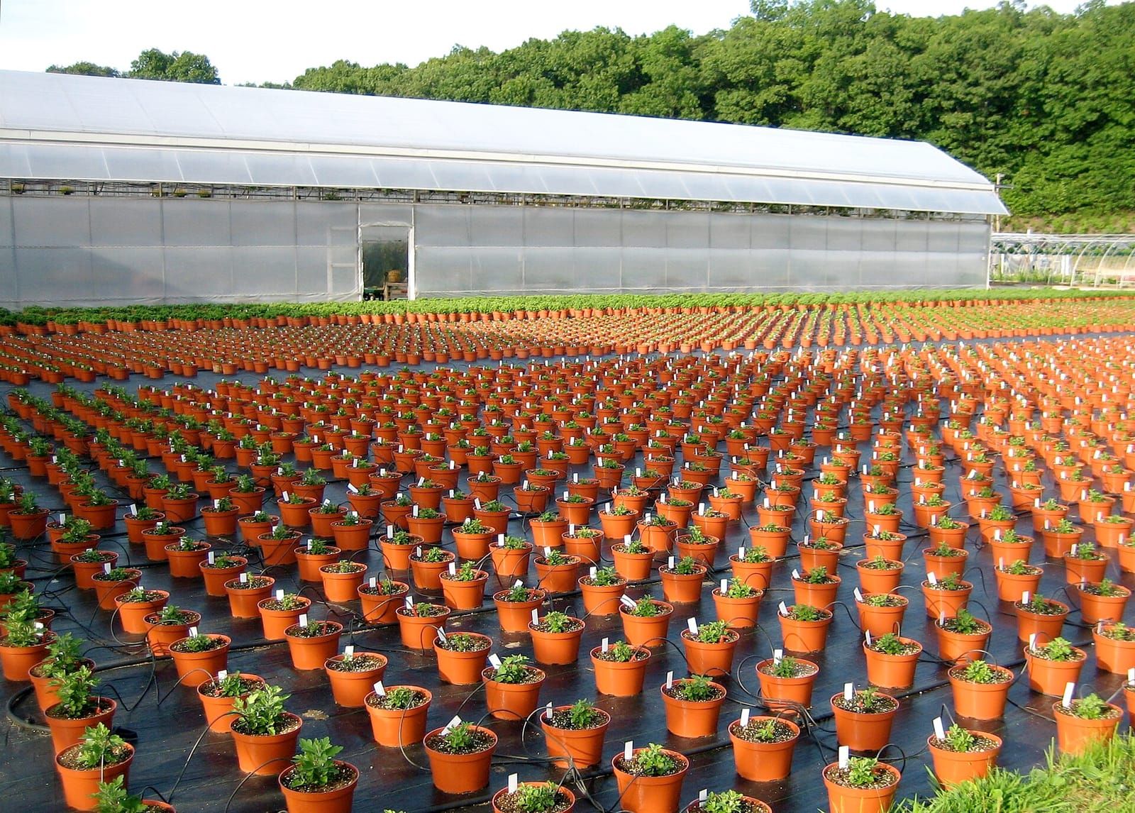 Lange Reihen junger Pflanzen in orangefarbenen Töpfen vor einem großen Folien-Gewächshaus und grünen Bäumen