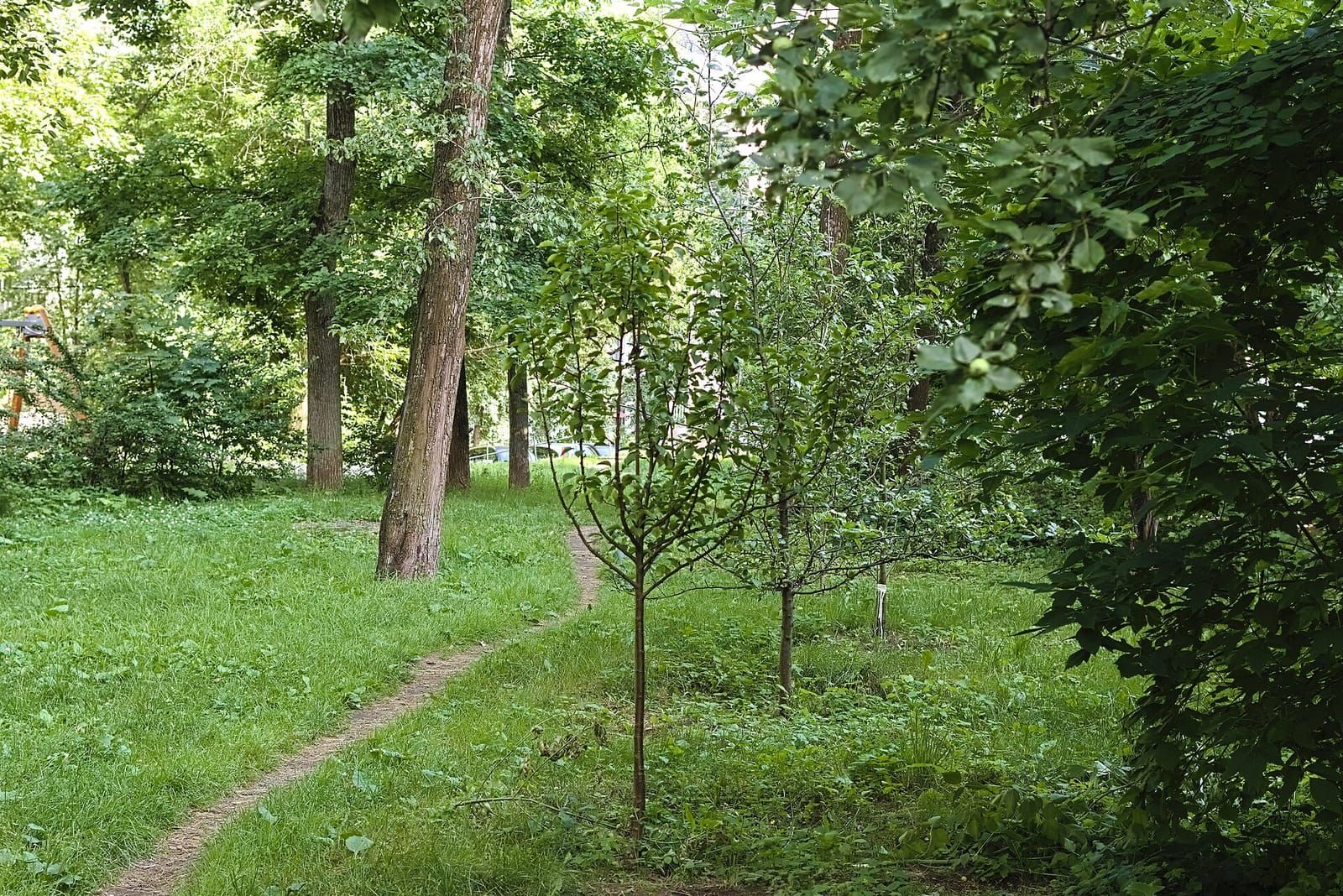 Junger Obstbaum mit schlankem Stamm auf einer Wiese, im Hintergrund ältere Bäume und ein schmaler Trampelpfad