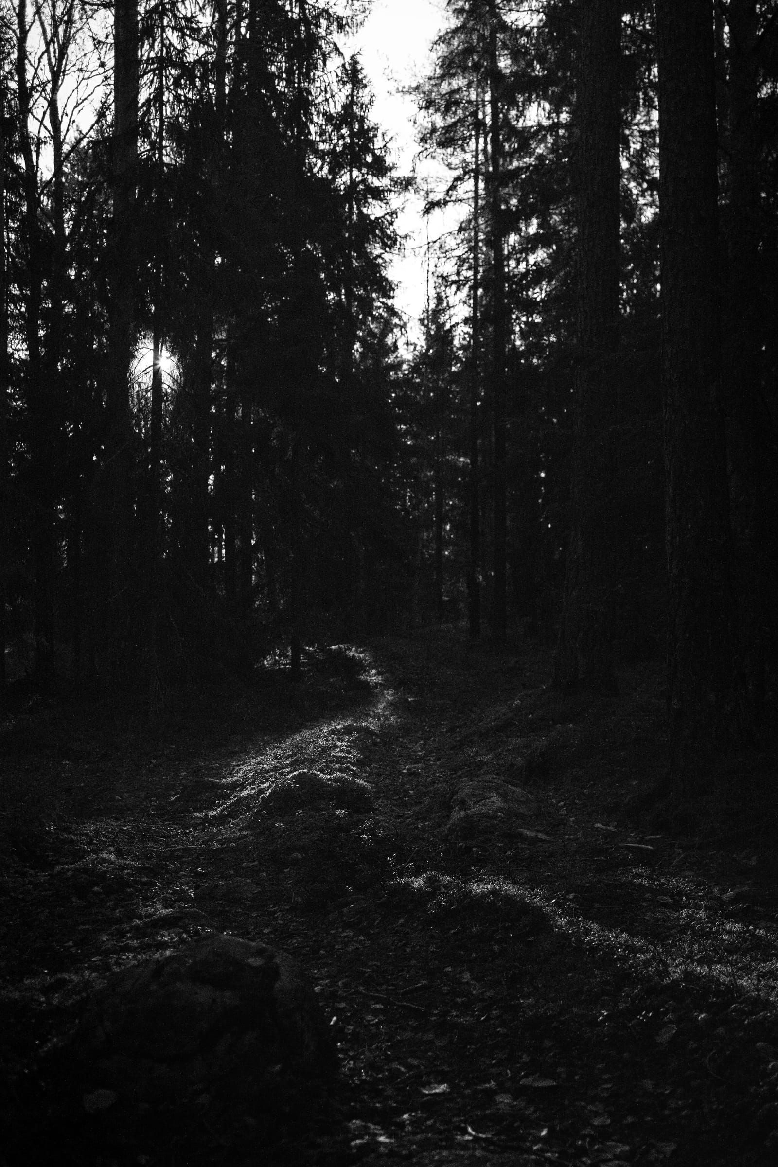 Schwarzweißaufnahme eines schmalen Waldwegs zwischen hohen dunklen Nadelbäumen bei schwachem Licht
