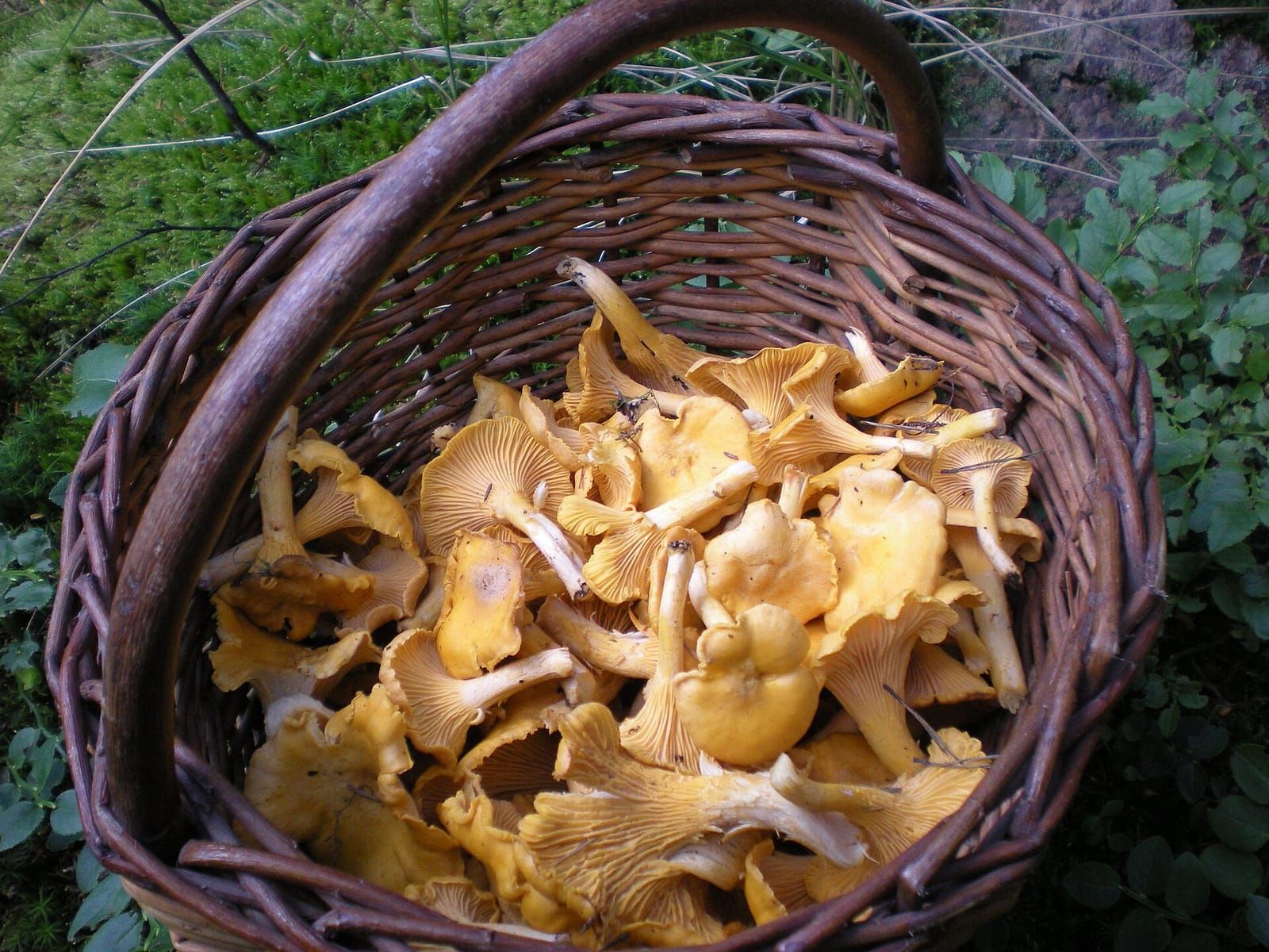 Geflochtener Weidenkorb voller gelber Pfifferlinge auf moosigem Waldboden zwischen Heidelbeersträuchern