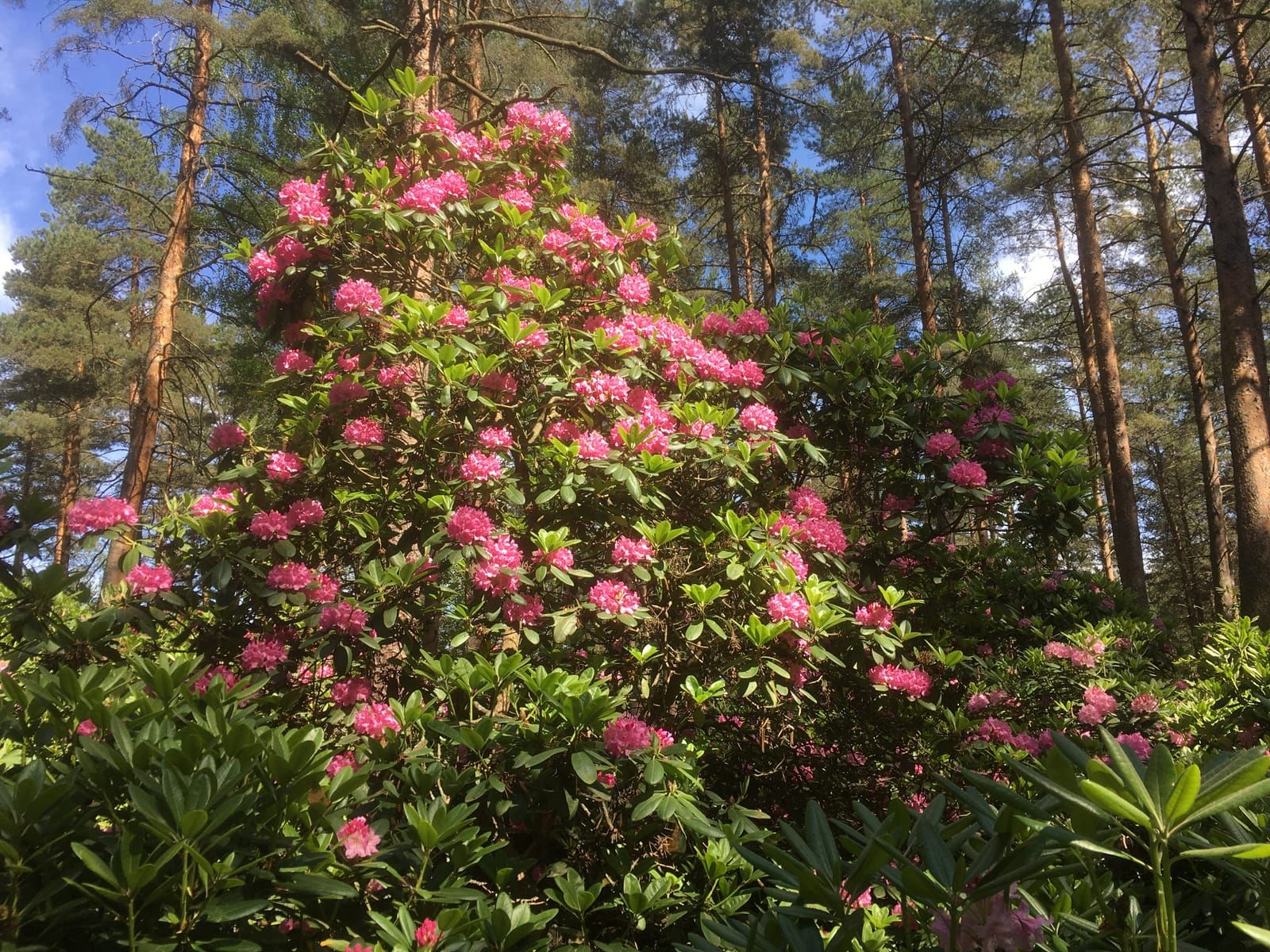 Hoher Rhododendronbusch mit leuchtend rosa Blüten zwischen Kiefern in einem Park unter blauem Himmel