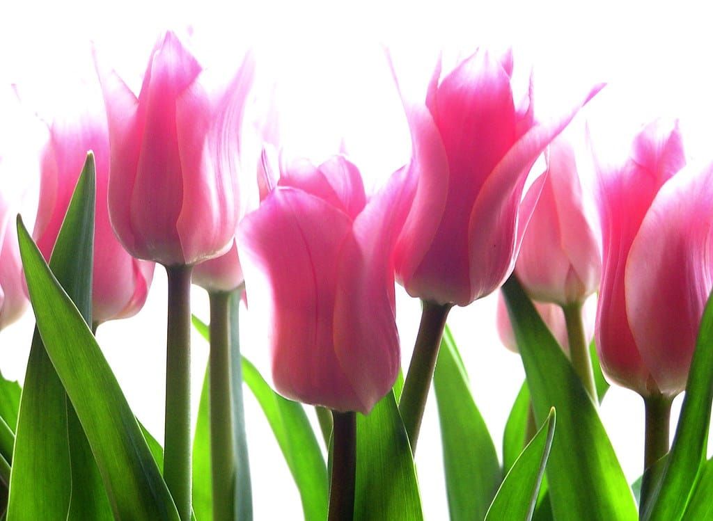 Mehrere rosafarbene Tulpen mit grünen Blättern vor hellem, weißem Hintergrund