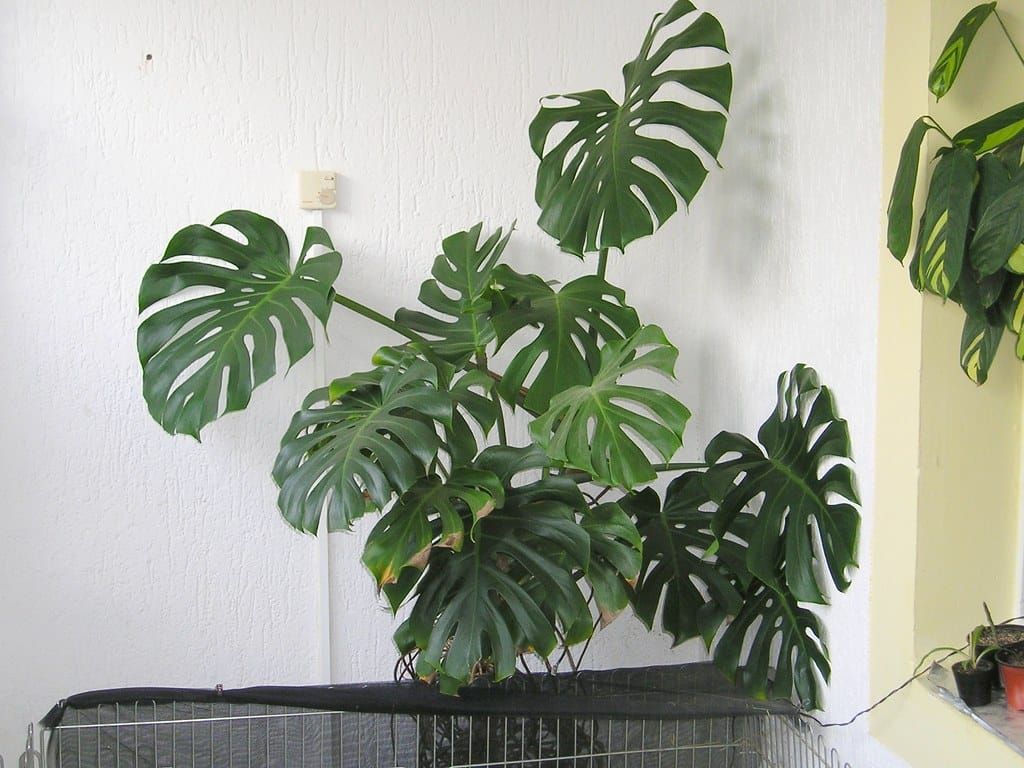 Große Monstera mit vielen gelochten, dunkelgrünen Blättern vor einer weißen Wand